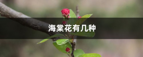 海棠花有几种，海棠图片